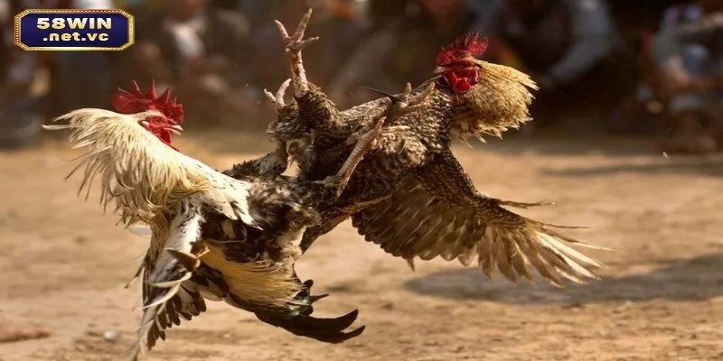 Những điểm đặc biệt của đá gà 58WIN hiện nay